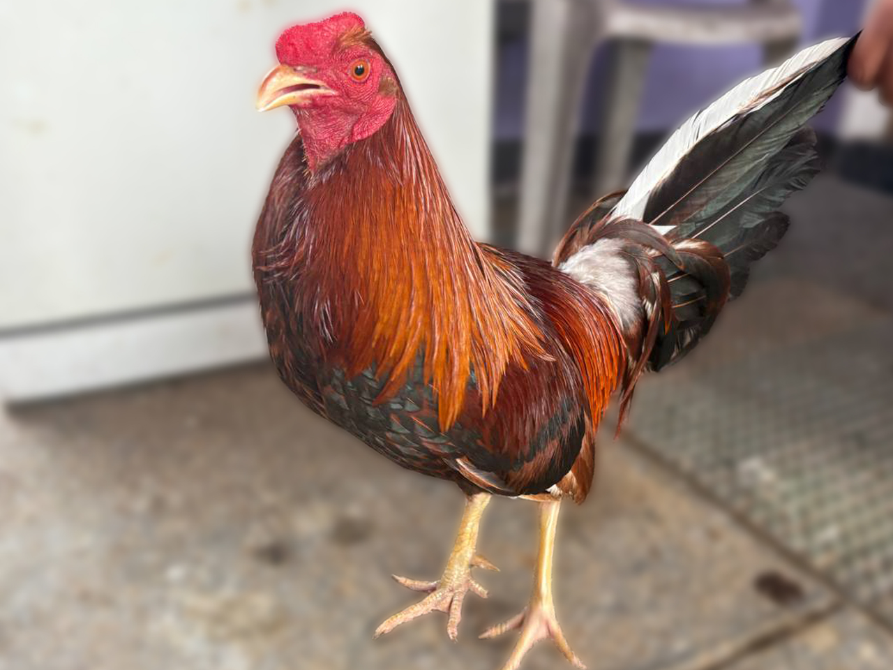 The Rhode Island Red